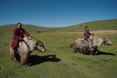 チベット遊牧民、昔ながらの草原の生活