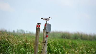 メキシコ湾原油流出事故、湾内の11万平方キロを漁業禁止区域に