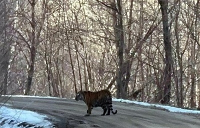 中国吉林省に野生のアムールトラが出没 至近距離から撮影