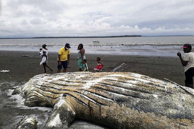体長9.8メートルのザトウクジラが打ち上げられる、コロンビア