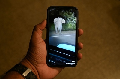 ゾウ追い詰めTikTokに動画投稿、観光ガイドに罰金 スリランカ