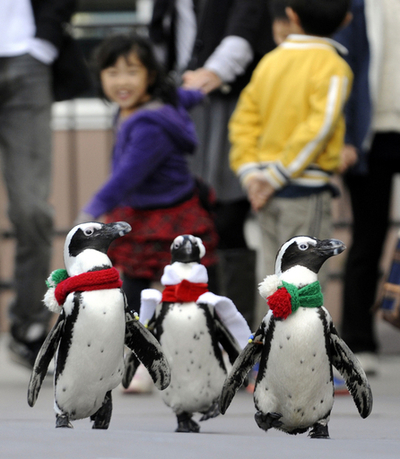 ペンギンもクリスマス気分!? 八景島シーパラダイス