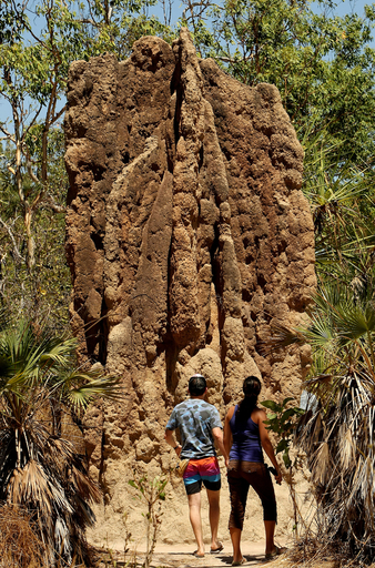 聖堂と見紛う世界最大級のアリ塚、豪国立公園