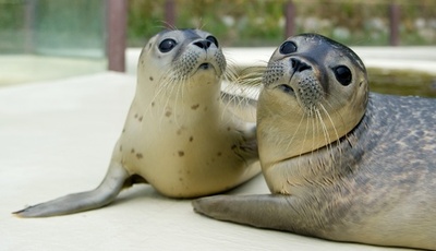 保護施設でくつろぐアザラシの子どもたち、ドイツ