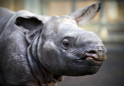 生後4週間のインドサイが初公開、英ウィプスネード動物園