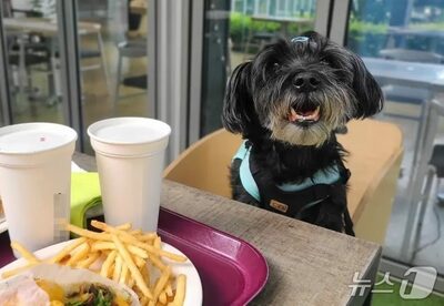 韓国でペット同伴可の飲食店制度開始…10日で参加店舗137％増