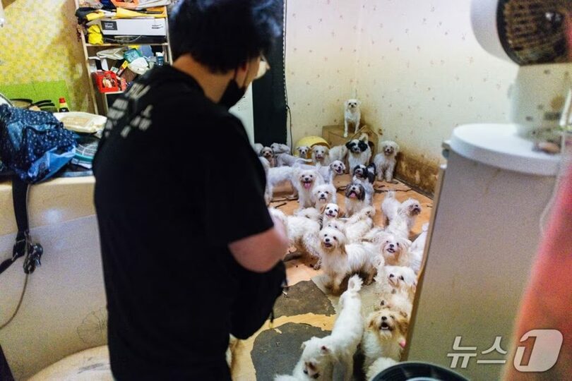 韓国・水原市の集合住宅で発見された犬たち＝動物権利団体「CARE」提供(c)news1