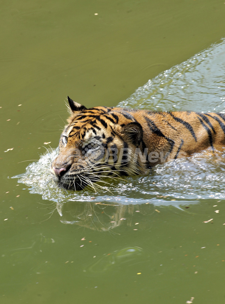 今年は寅年、スマトラトラの危機訴える絶好の機会に インドネシア