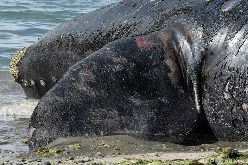 クジラの死骸相次ぎ発見、赤潮か アルゼンチン