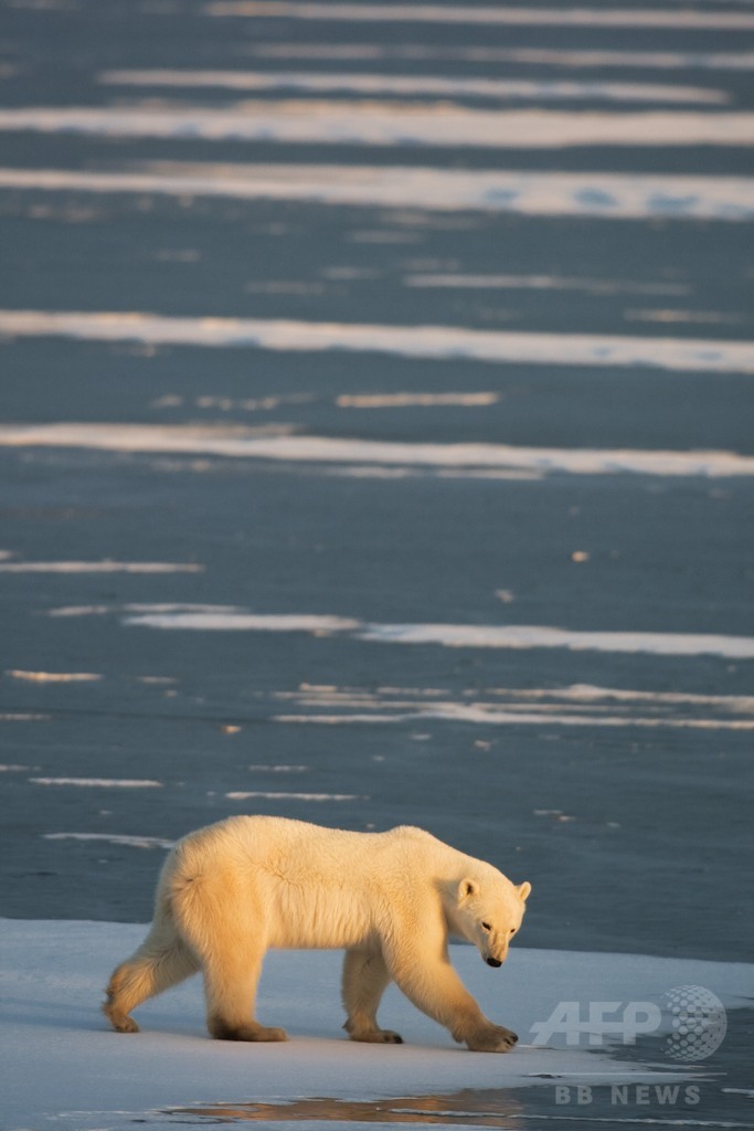 ホッキョクグマ、気候変動で個体数3割減も 2050年までに