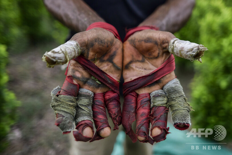 「他に手段はない」…麻薬組織のコカ農園で働くベネズエラ移民 コロンビア【再掲】