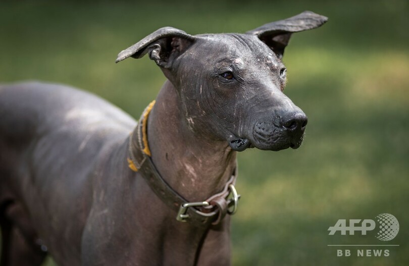 毛のないメキシコの伝統犬「ショロイツクインツレ」、ヒップスター時代に人気再燃