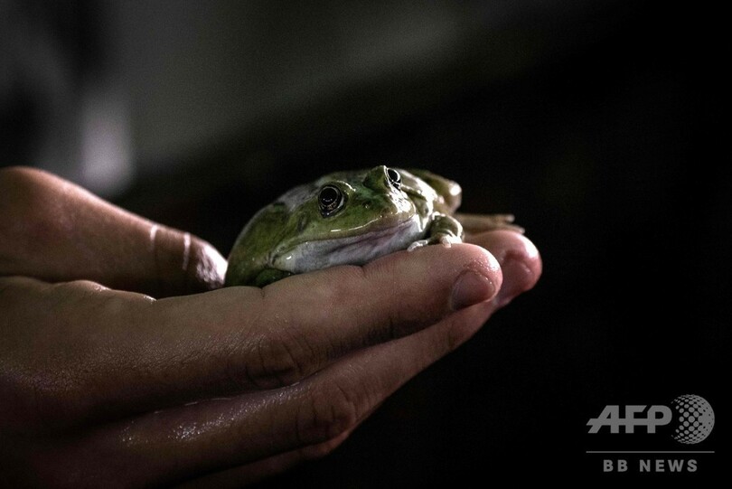 フランス人が愛する食用ガエル 99 外国産 養殖増えるも国産は希少 写真21枚 国際ニュース Afpbb News