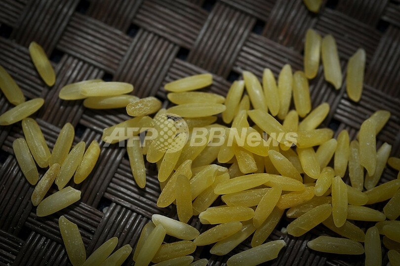 世界初の遺伝子組み換えイネ、フィリピンで2016年発売へ