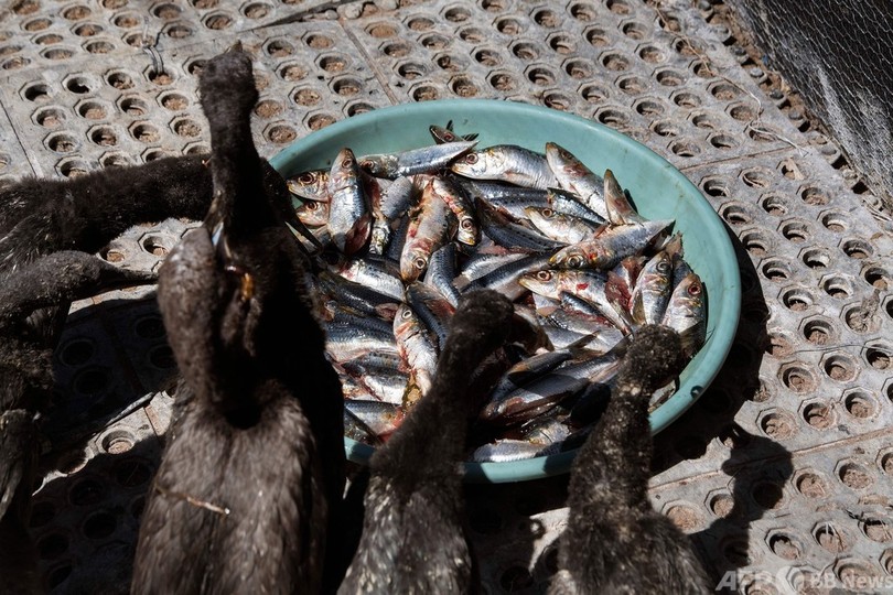 見捨てられた海鳥のひな千数百羽、南ア保護施設で成長中