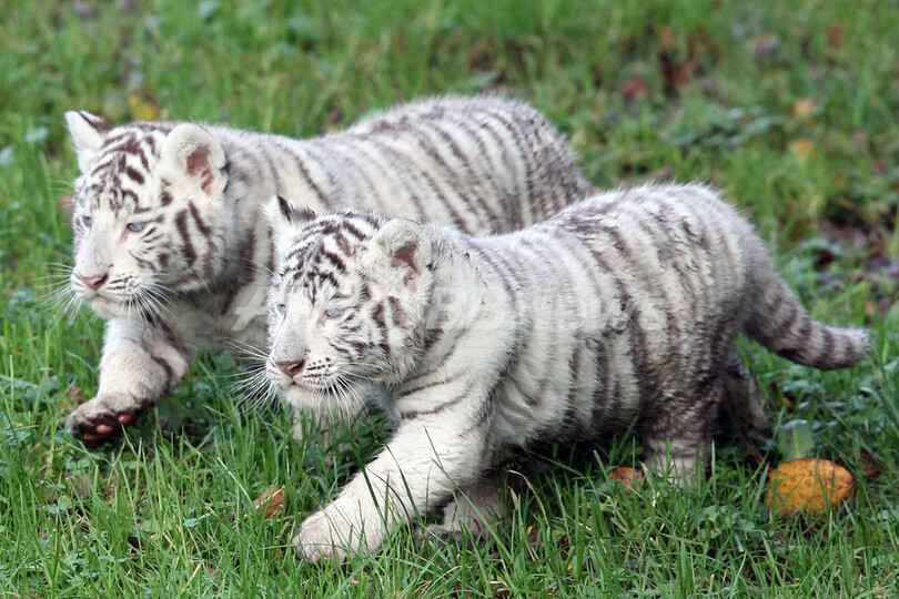 いつも仲良し ホワイトタイガーの双子の赤ちゃん フランス 写真15枚 国際ニュース Afpbb News