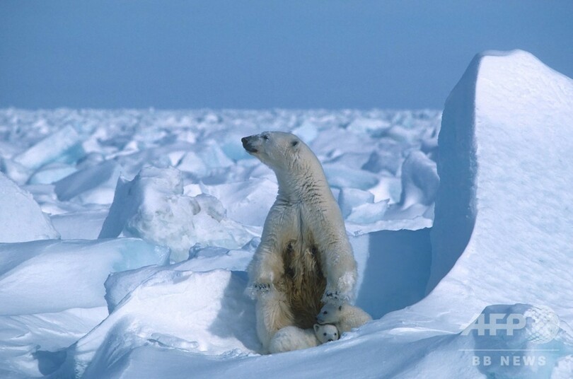 年の北極海氷融解 観測史上2番目の規模に 写真2枚 国際ニュース Afpbb News