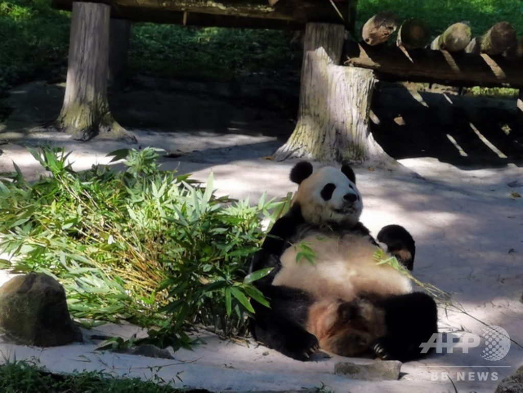 38歳の高齢ジャイアントパンダの暮らし 写真3枚 国際ニュース Afpbb News