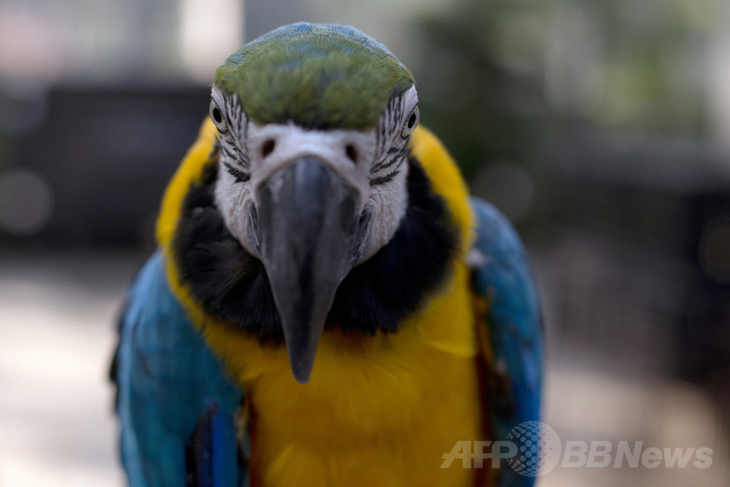 オウムの「情報提供」で殺人容疑者を逮捕、インド オウムの「情報提供」で殺人容疑者を逮捕、インド