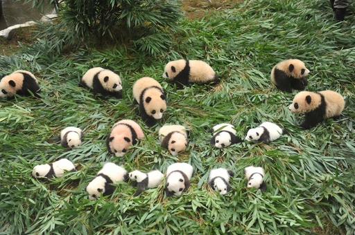 赤ちゃんパンダがいっぱいの もふもふ天国 中国四川省 写真7枚 国際ニュース Afpbb News