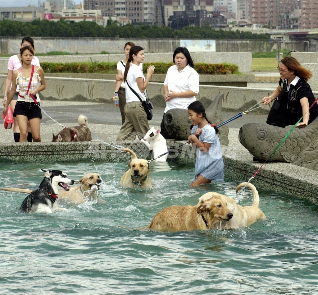 犬のふん拾いで商品券進呈、台湾当局 犬のふん拾いで商品券進呈、台湾当局