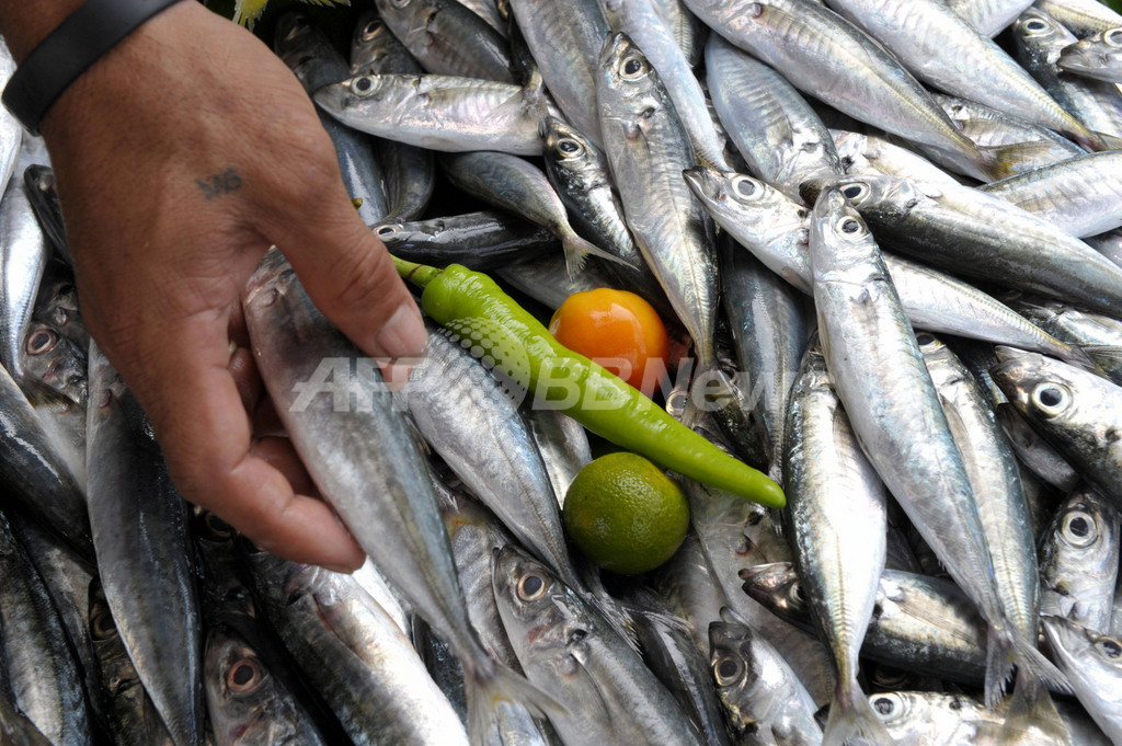 魚の養殖にタバコ活用を、フィリピン政府機関 魚の養殖にタバコ活用を、フィリピン政府機関