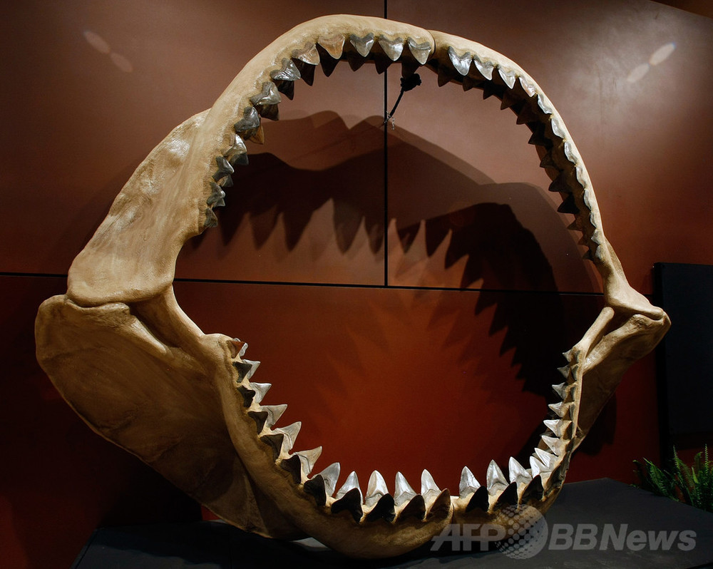 サメは 生きた化石 ではなかった 定説覆す化石発見 写真1枚 国際ニュース Afpbb News