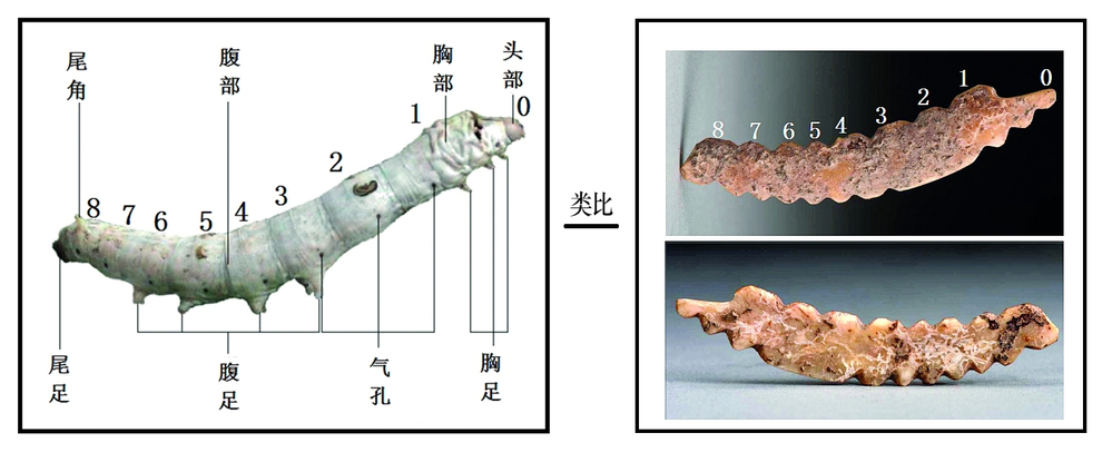 中国で5000年以上前の養蚕の痕跡見つかる 研究者が解明 写真10枚 国際ニュース：AFPBB News