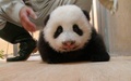 台湾の台北市立動物園（Taipei City Zoo）で生まれたジャイアントパンダの赤ちゃんの最新写真が公開された。

台湾で初めて誕生したこのパンダの赤ちゃんは、母親の円円（ユエンユエン、Yuan Yuan）と父親の団団（トアントアン、Tuan Tuan）の間で数回にわたって行われた人工授精により、7月7日に誕生した（2013年9月26日公開）。(c)AFP/Taipei City Zoo