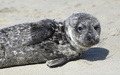 米カリフォルニア州ラグナビーチに漂着したアシカ（2015年3月30日撮影）。(c)AFP/ROBYN BECK