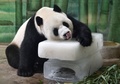 中国・湖北省武漢の動物園で、大きな氷のブロックの上でくつろぐジャイアントパンダ（2015年8月4日撮影）。(c)AFP