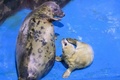 横浜・八景島シーパラダイスで一般公開されたハイイロアザラシの赤ちゃん（右）と母親の「ルーシャ」（2023年4月5日撮影）。(c)Kazuhiro NOGI / AFP