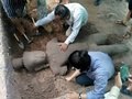 カンボジア・シエムレアプ郊外にある寺院遺跡群アンコールワットで発掘される像。アンコール地域遺跡整備機構提供（2017年7月30日撮影、8月1日公開）。(c)AFP/APSARA AUTHORITY