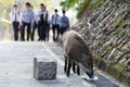香港の仔郊野公園で、来園者が持ち込んだパンを食べる野生のイノシシ（2019年1月25日撮影）。(c)Anthony WALLACE / AFP