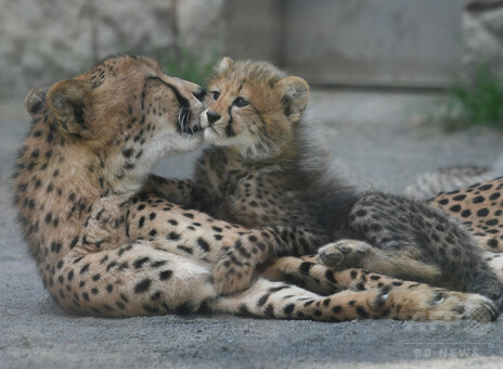 ふさふさ三つ子の赤ちゃんチーター、多摩動物公園で人気 写真16枚 国際