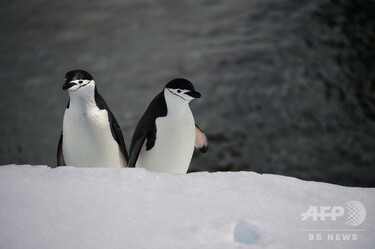 ペンギンに見られながら泳げる島、南極半島沖のハーフムーン島 写真31