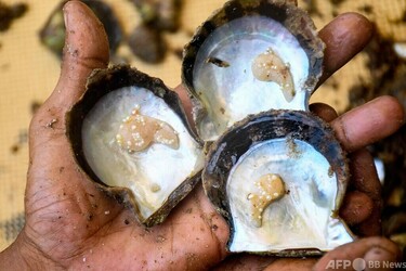 毎年恒例「真珠採り」開催 クウェート 写真4枚 国際ニュース：AFPBB News