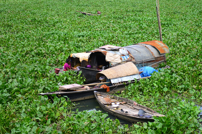 川一面を覆うホテイアオイ、ボートでの横断も一苦労 バングラデシュ