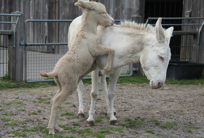 珍しい白いロバの赤ちゃん、元気に駆け回る ドイツ