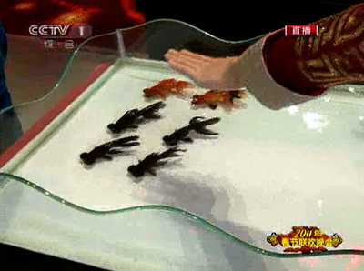 中国の金魚マジシャン、動物虐待疑惑で抗議殺到