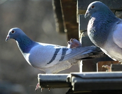 麻薬の運び屋となったハトを「身柄拘束」、ボスニア・ヘルツェゴビナ
