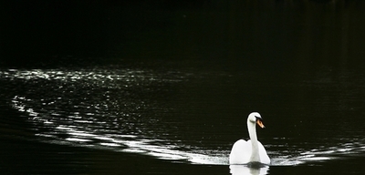 十和田湖のハクチョウ、鳥インフルに感染