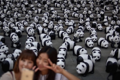 張り子パンダがずらり、個体数は増加傾向 ソウル