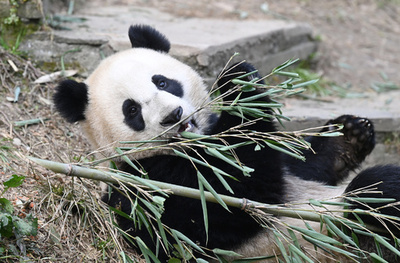 中国のジャイアントパンダ野生個体数、約1900頭に増加