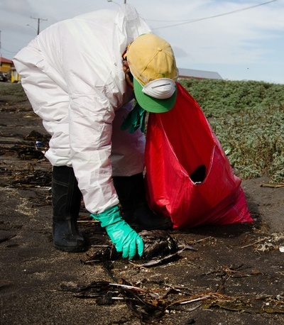 海鳥1300羽、砂浜で謎の大量死 チリ