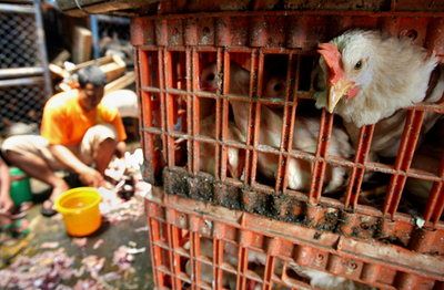 インドネシアで111例目の鳥インフルエンザ感染を確認