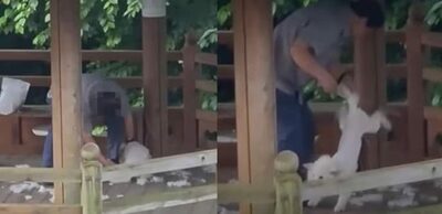 「キャンキャン鳴いても無視」…韓国・マンション休憩所で目撃された犬虐待