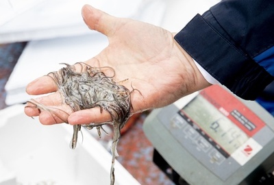 ウナギ稚魚30万匹を押収 密輸のマレーシア人3人逮捕 オランダ