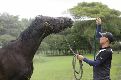 韓国の競走馬も「夏休み」へ、猛暑対策に水泳やスイカ