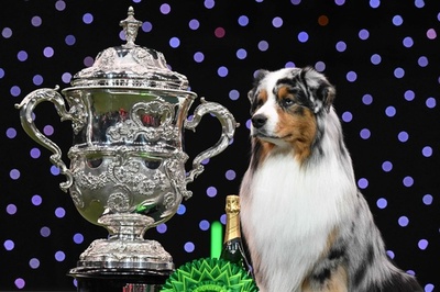 世界最大級のドッグショー、最高賞はオーストラリアン・シェパード